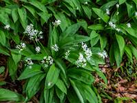 Blütenfächer ragt aus Blätterkreis